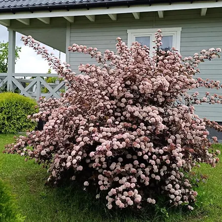 Szary Nad Jeziorem * Колчево