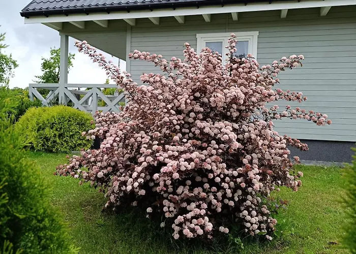 Szary Sea & * Kołczewo